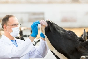 Mnogi veterinari se nisu susreli sa slinavkom i šapom, Njemačka tvrdi: "Nema više slučajeva"