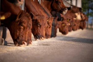 Premiksi kao dodaci stočnoj hrani - na šta obratiti pažnju?