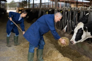 Hoće li novi uzgojni program farmere ostaviti bez premija: "Ko je počinilac ovog sastava"