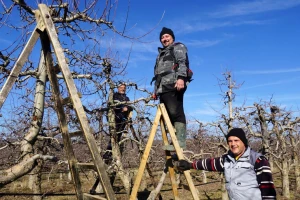 Zimska škola rezidbe i ove godine: Besplatna edukacija za vinogradare i voćare