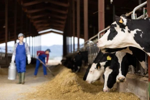 Mljekara prekinula isporuku proizvoda poznatom marketu: Traže pravedne cijene za farmere!