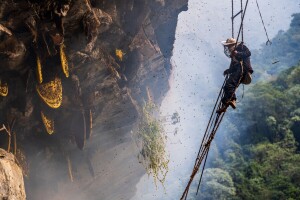Kratki filmovi o "ludom" medu s Himalaje u Nepalu