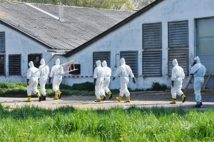 Ptičja gripa u Nizozemskoj, u 7 dana usmrćeno više od 308 hiljada brojlera, purana, nesilica
