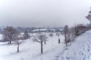 Pažljivo stresite snijeg sa grana, polomljene odrežite