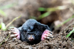 Kako biološkim metodama otjerati krticu?