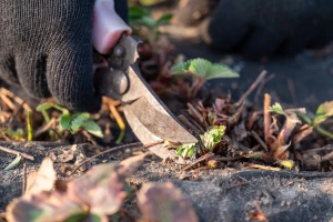 Proljetno buđenje: Kako pripremiti jagode za sezonu?