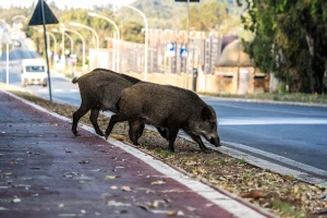 Od šume do asfalta: Zašto sve više divljih životinja bira grad?