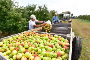 Evropske zalihe jabuka i krušaka manje nego prošle godine