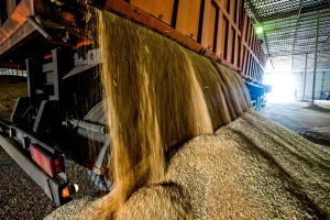 FAO podigao prognozu svjetske proizvodnje žitarica, najveći rast od 2013.