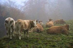 Šta se desilo "napuštenim govedima" u Verićima: Nestala su?