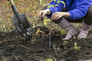 Sadnja maline u jesen: Zašto je sada pravo vrijeme?