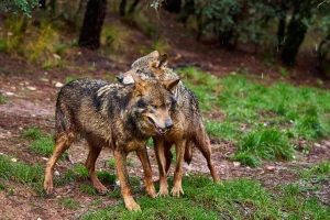 Evropski sud pravde zaštitio vukove od regionalnih lovnih interesa