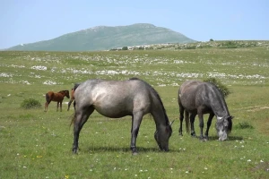 Krug planina, prirodno stanište divljih konja, postaje zaštićeno područje
