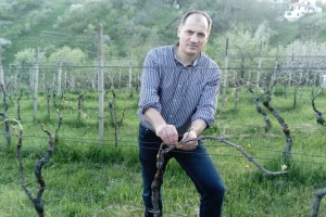 Vrba i bekovina kao alternativa za vezivanje vinove loze