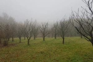 Šta je sve potrebno obaviti za prelazak na organski uzgoj voća?