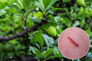Šljivin savijač vreba do berbe: Gdje proizvođači često griješe?