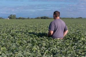 Dodjeljuju non-GMO sjeme soje za parcele do maksimalno 10 ha