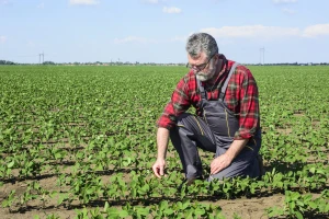 BiH farmeri zaradili skoro 3 miliona KM od genetski nemodificirane soje