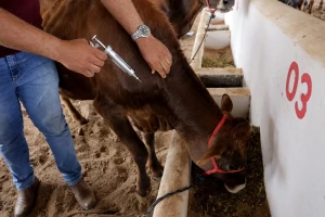 Šta je bruceloza i kako se širi? Bolest koja ugrožava životinje, ali i zdravlje ljudi