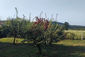Grane povijene kao štap, dunje pod sluzi: Ova bolest ubija stabla