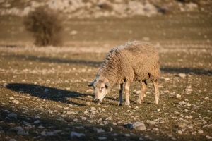 Stada ovaca oboljela od bolesti plavog jezika