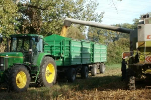 Od kukuruza do grožđa - smanjena proizvodnja