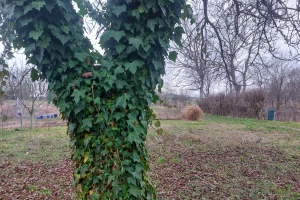 Šteti li bršljan stablima? Mitovi i činjenice o jednoj od najpodcjenjenijih biljaka
