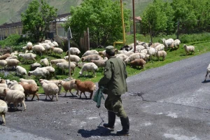 Stočarima iz drugih krajeva zatvorena vrata: Ova općina je zabranila nomadske ispaše