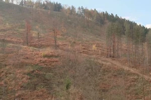 Sječom šuma trebali bi se baviti samo nadležni, ukoliko želimo da ih sačuvamo u budućnosti!