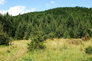 Gazdovanje BiH šumama bit će efikasno i efektivno