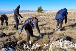 Obnova šuma u Tomislavgradu: Zasađeno više od 140.000 sadnica