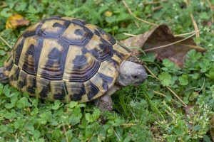 Sveta životinja "željka" koja ispunjava želje