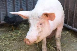 Prati se stanje širenja afričke kuge svinja u Evropi