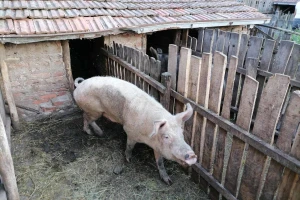 Potvrđena afrička svinjska kuga u Bratuncu, žarište u naselju Moštanice