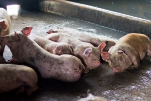 Stravični prizori: Zatvorili farmu i ostavili svinje da uginu
