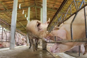 Kina potvrdila novi slučaj afričke svinjske kuge