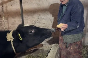 Nadimanje kod teladi rješava svinjska mast?
