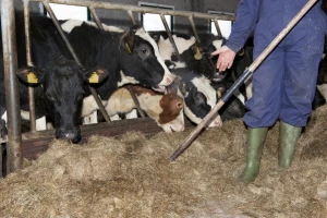 Veselko Glavendekić: Sve je manje farmera pa je za tovnom junadi velika potražnja