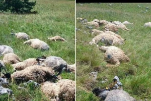 Tuga na Kupresu: Udar groma usmrtio više od 30 ovaca