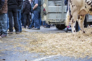 Tuga u Laktašima i Bijeljini - mljekari primorani prosipati mlijeko
