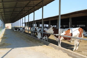 U planu farma za 1.200 grla u Novom Selu kod Bijeljine
