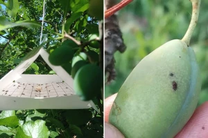 U šljivama povećana brojnost štetočine koji uzrokuje crvljivost i opadanje plodova