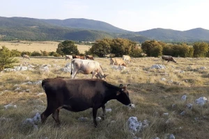 Užas u susjedstvu: Najmanje dvadesetak krava uginulo od gladi?!