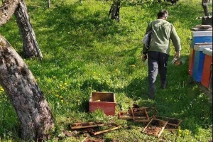 Mrki medvjed nastavlja sa "posjetama", u Kostajnici uništio desetak košnica
