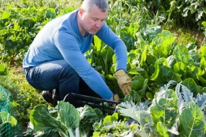 Uredba o eko proizvodnji prolongirana za još jednu godinu