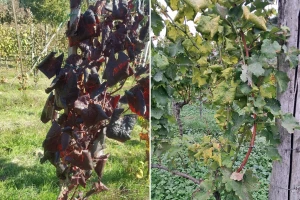 Vinogradari, vrijeme je za uklanjanje trsova koji pokazuju simptome zlatne žutice!