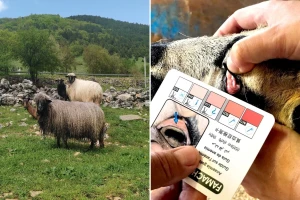 Ne liječi se stado "od oka": Gdje farmeri najčešće griješe kod parazita?