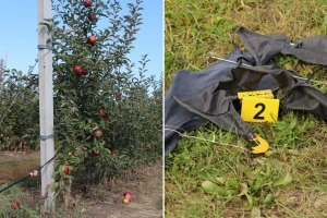 Lopovi haraju njivama u bh. susjedstvu: Nakon paprika, obrali i jabuke