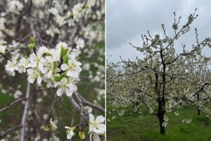 Šljiva i trešnja posebno ugrožene zbog najavljenog mraza: Kakvu ulogu ima humus?