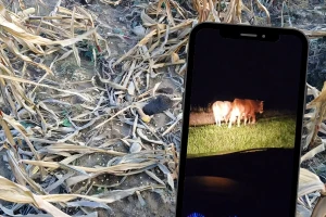 Vinka noću autom tjera tuđe krave s njiva: Goveda bez vlasnika haraju usjeve u Verićima